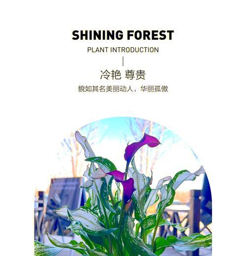 如何处理过多的马蹄莲叶子？（简单有效的解决方法与技巧）
