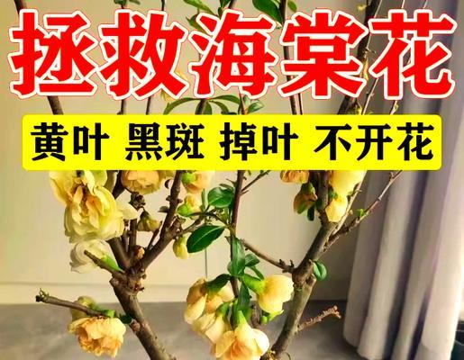 海棠不开花的解决方法（让海棠绽放迷人花海的秘诀）