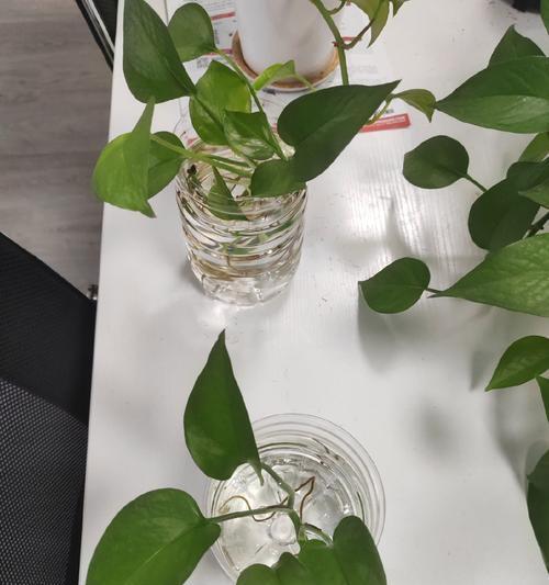 绿萝的水插根方法与技巧（学习如何正确地水插绿萝根，帮助它生根发芽）
