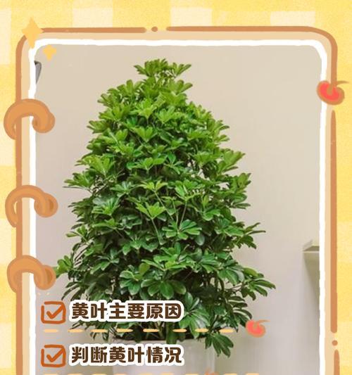 如何去掉鸭掌木叶子上的白？（简单有效的方法教你清洁木叶子上的白渍）