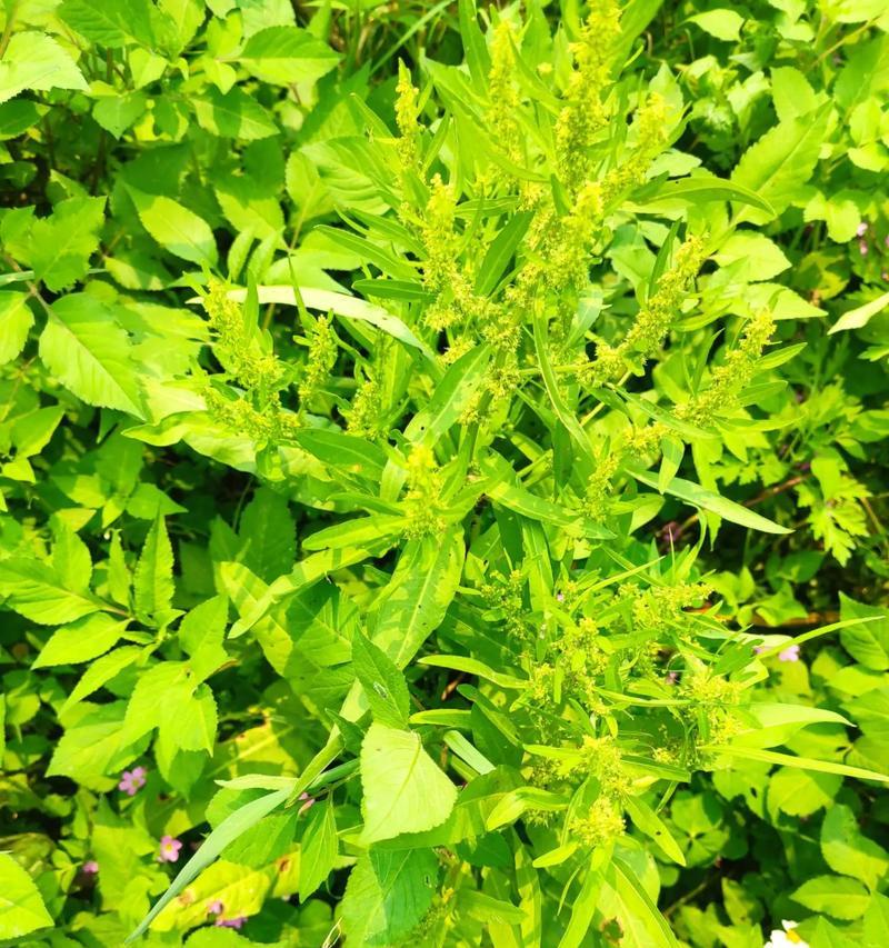 黄土适宜种植的花卉（探寻黄土荒地里的美丽花海）