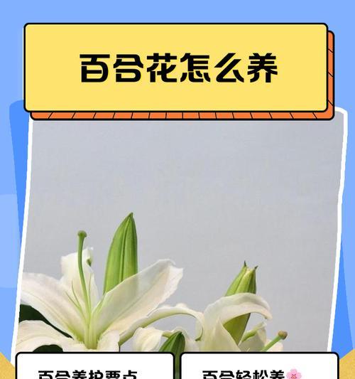 百荷花的养植指南（打造清新花海，百荷花栽培要点揭秘）