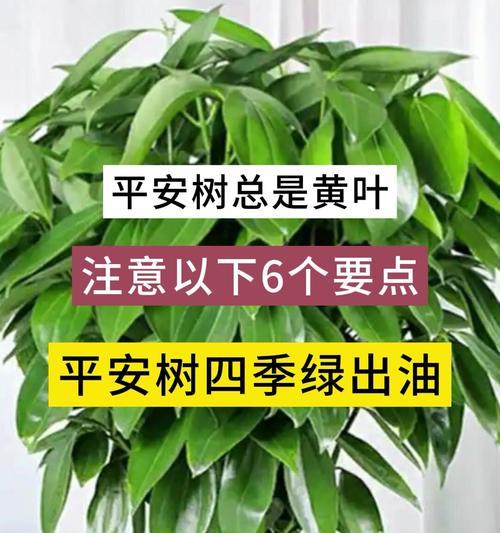 打造健康平安树的养护指南（学会正确的养护方法，让平安树绽放生机）