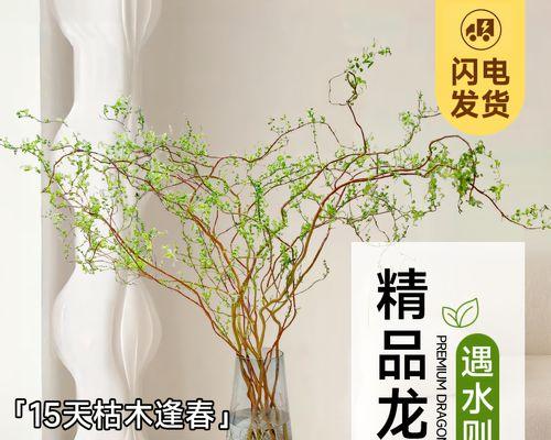 以水养龙柳的养殖技巧及注意事项（水培龙柳的关键因素与常见问题解答）