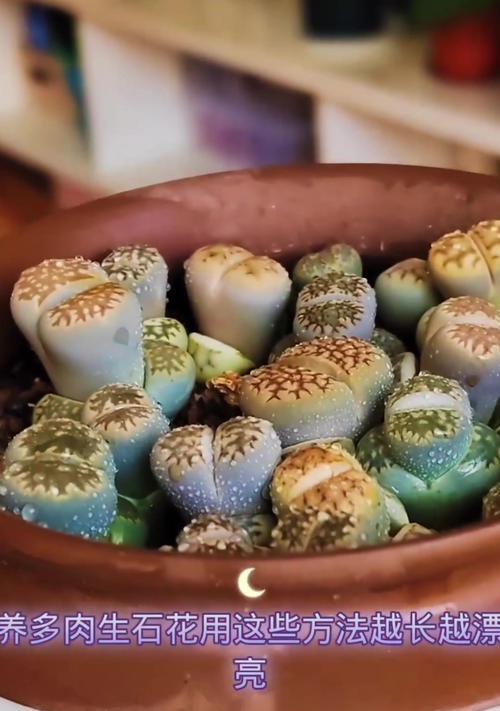 揭秘生石花系的分类与形成（生石花系是怎么分的？探寻石花的神秘美妙）