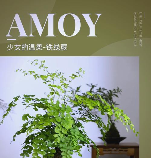 铁线蕨叶子枯萎的原因及处理方法（探究铁线蕨叶子枯萎的成因及有效护理措施）