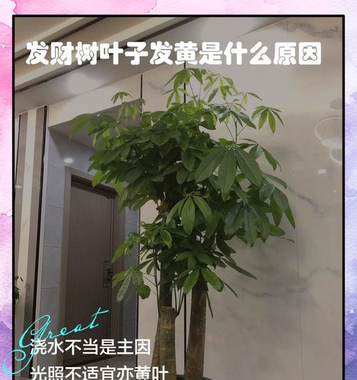 发财树的阳光喜好程度与养护技巧（了解发财树喜欢的阳光程度，打造健康生长环境）