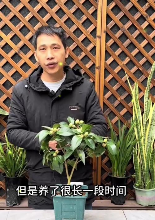 茶花养殖技巧大全（从入手到成长，轻松打造美丽花园）