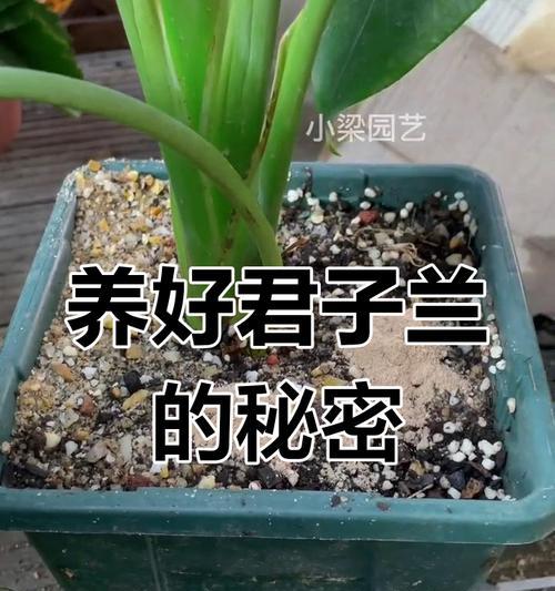 培养君子兰的秘诀（打造美丽花园的必备技巧）