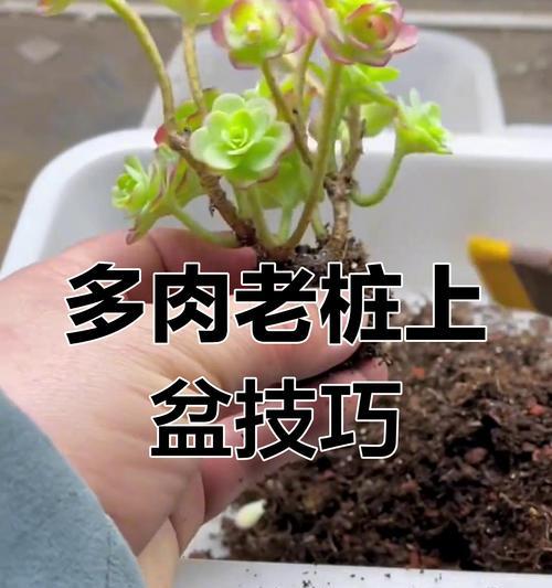 以烂盆怎么种多肉（探索多肉种植的神奇之路）