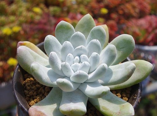 多肉植物精灵豆的养殖技巧（打造迷人绿色小天地，拥抱生态美好）
