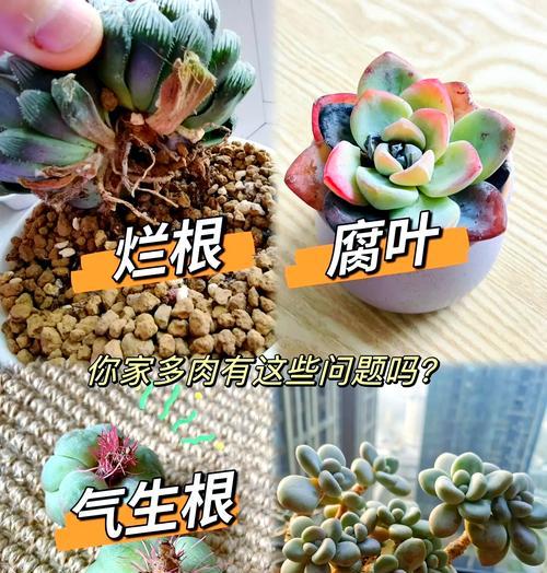 多肉植物根系丧失的救治之道（多肉植物根系复苏的方法和注意事项）