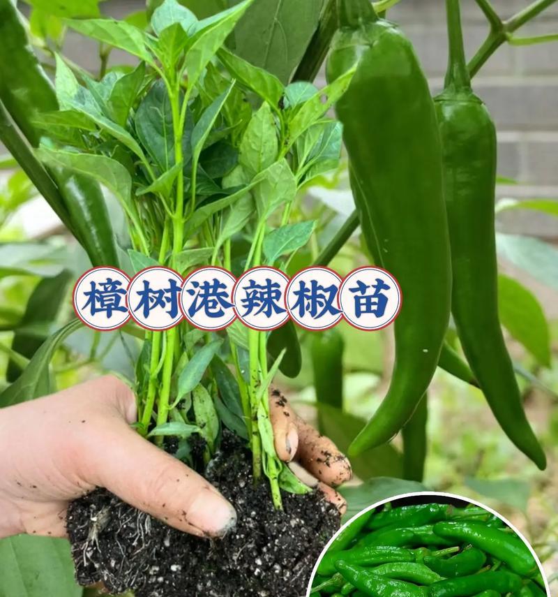 辣椒果实之争（探讨辣椒是否属于果实及其影响）