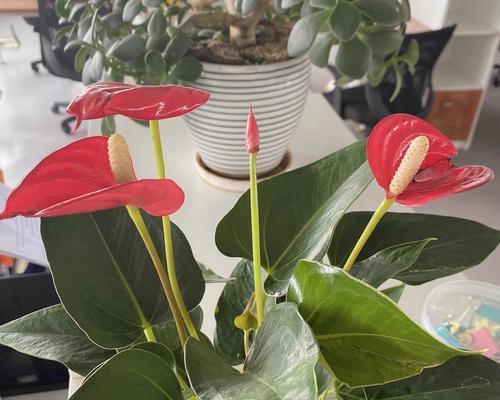 红掌养护必知！（浇水时间、频率、方法详解）