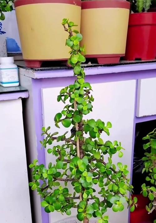 以金枝玉叶如何繁殖插枝法可行吗？（揭秘金枝玉叶的繁殖插枝法及关键技巧）