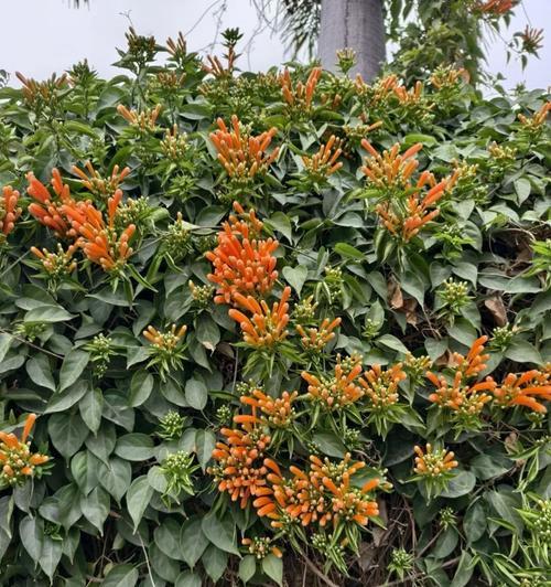 炮仗花冬天掉叶子的原因（探究炮仗花冬季叶片凋落现象，揭开其神秘面纱）