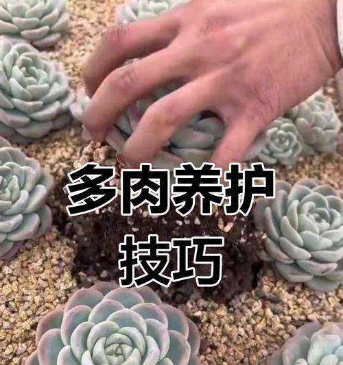 多肉植物的盆根老翘问题解决方法（解决多肉植物盆根老翘问题的有效措施）