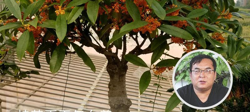 秋天桂花徒长的修剪技巧（打造健康美丽的秋季桂花花园）