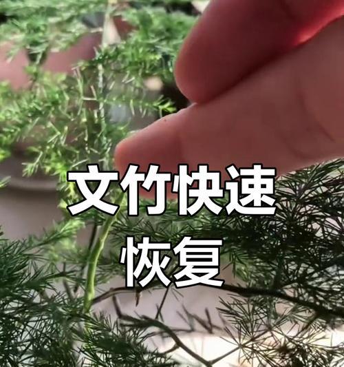 文竹生长过快头太高，如何处理？（管理技巧，有效控制文竹生长）