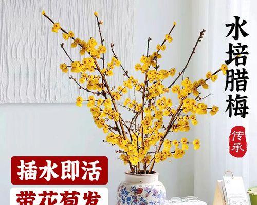 室内梅花养护指南（打造花香四溢的室内花园）