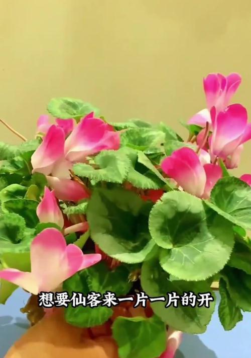 夏日仙客，如何保养？（解读夏天护理秘籍，告别干燥与暗沉）