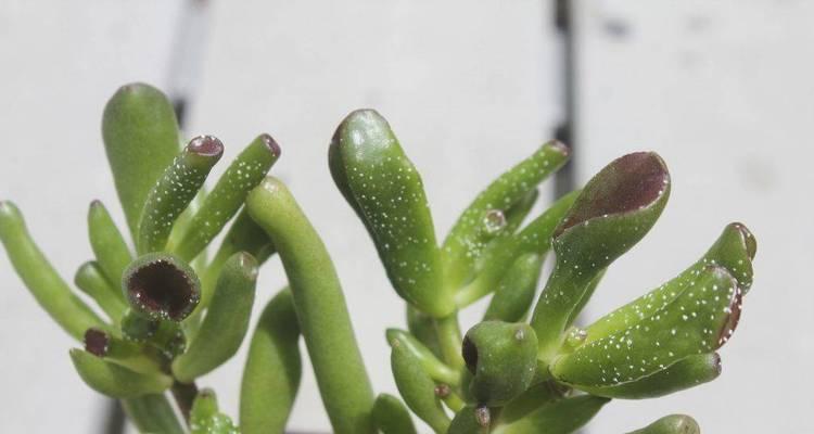 多肉土上出现白点？原因和解决方法大揭秘！（多肉植物为何出现白点？如何有效解决这一问题？）