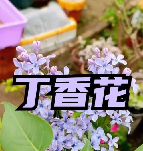 如何养护丁香花不掉花（关键步骤及注意事项）