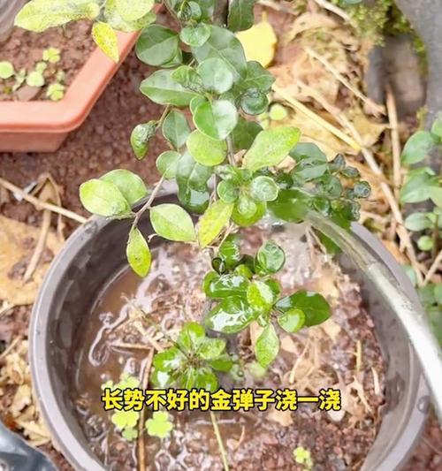 冬季金弹子的科学浇水方法（如何在冬季为金弹子提供适量的水分）