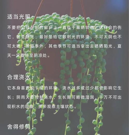 多肉植物佛珠的种植方法（佛珠种植，让你轻松拥有独特的多肉植物）