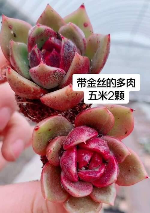 木质化多肉玫瑰的养殖技巧（掌握关键诀窍，让木质化多肉玫瑰欣欣向荣）