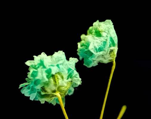 满天星发芽叶子发黄的原因及治理方法（满天星发芽叶子发黄的养护技巧）