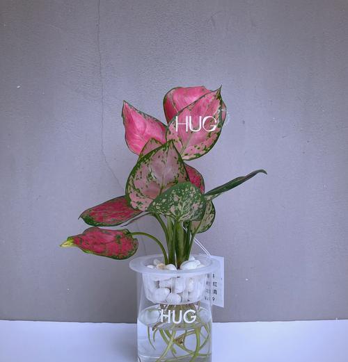红星花的养护技巧（培育红星花，助力花开荣耀）