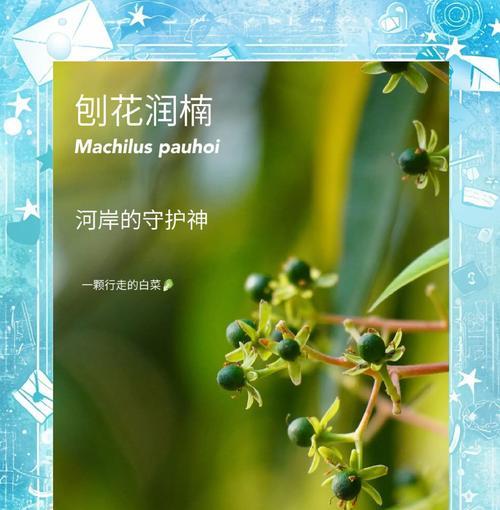 润楠是一种裸子植物（润楠的分类及特征）