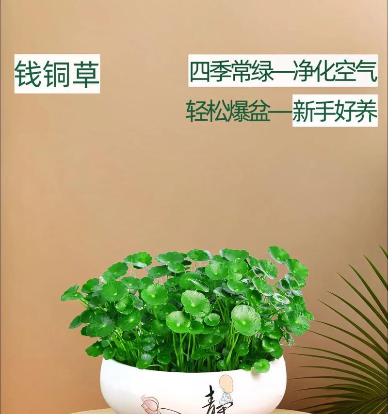 铜钱树养护指南（让你的铜钱树焕发绿意生机）