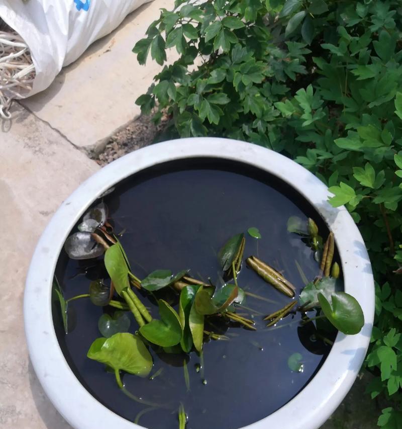 睡莲叶干了怎么办？（简易方法恢复干枯睡莲叶的生机）