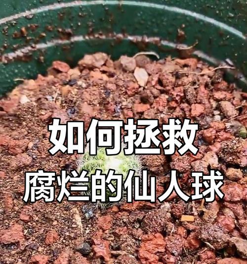 仙人球的下部腐烂了怎么办？（教你挽救被腐烂的仙人球）