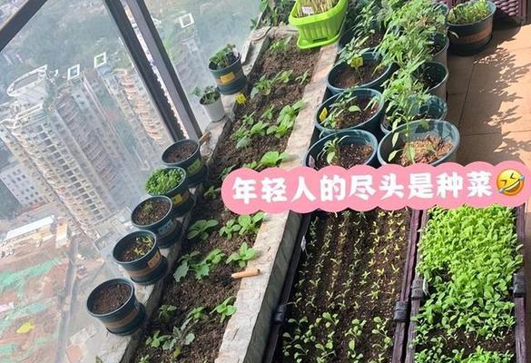 阳台种花为何养不活（探究阳台种花枯萎的原因及解决办法）