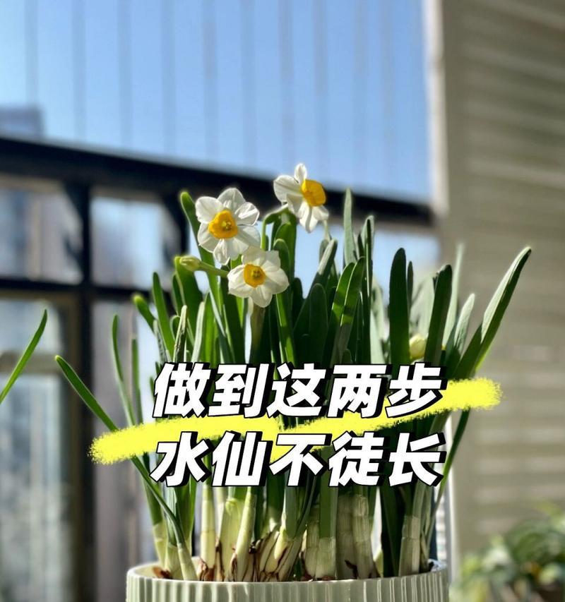 水培养殖水仙花（简单易行的水培养殖方法，让你在家中轻松获得美丽水仙花）