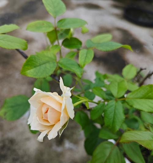 月季花杆干枯的管理指南（护理技巧、预防措施及恢复方法）