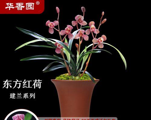 如何正确分盆以建兰（掌握关键步骤，让你的建兰茁壮成长）