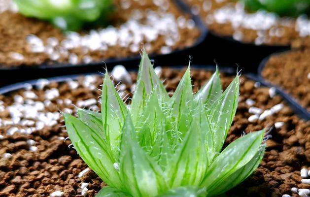 多肉姬玉露的养殖方法（打造多肉植物的养殖绿手指，轻松养活姬玉露）
