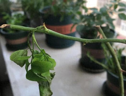 怎样处理受冻的花叶子蔫了？（叶子蔫了，别急！让我们一起救活花朵吧！）