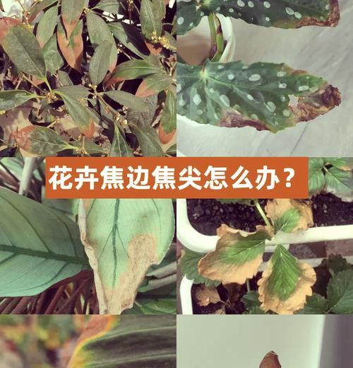 栀子花新长叶片发黑的原因及处理方法（解析栀子花新长叶片发黑的可能因素及针对性措施）