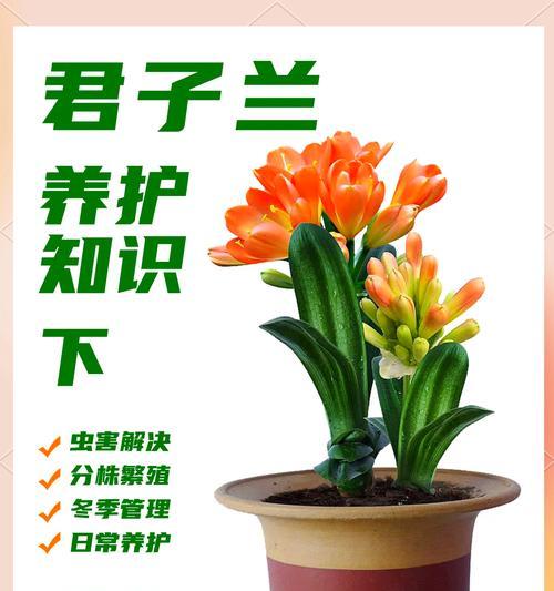 秋季君子兰养护的技巧（打造美丽宜人的秋季君子兰花园）