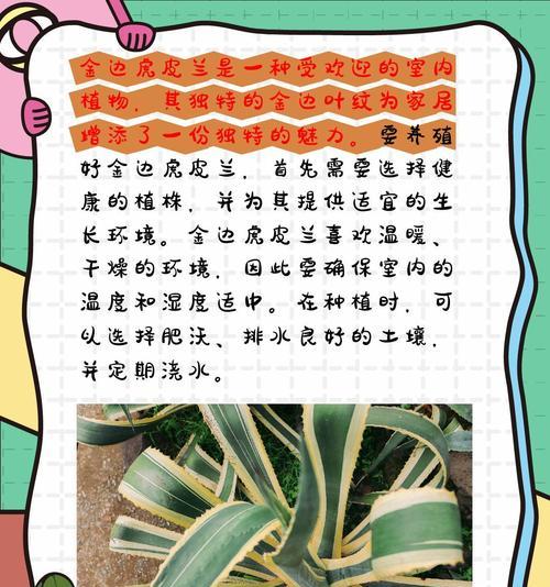 金边虎皮兰的叶插水培方法（简单易行的金边虎皮兰繁殖技巧）