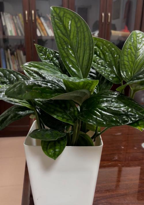 如何正确养护粗枝绿萝（室内绿植养护法，打造清新空间）