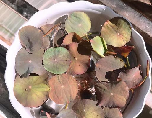 如何种植荷花种子？（以怎样的方法才能确保荷花种子成功发芽和生长）