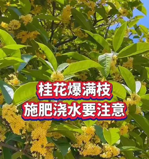 秋日浇水必看（桂花养护细节全解，让您的花园充满香气）