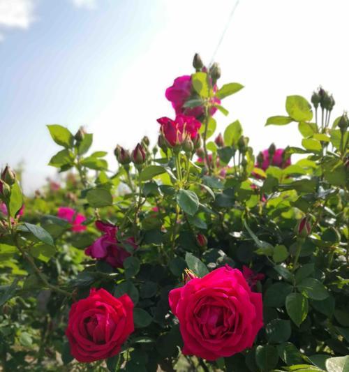 种植玫瑰花的全过程（从选种到养护，打造美丽花园）