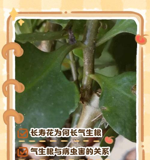 以气生根（掌握正确方法，让植物根系茁壮生长）